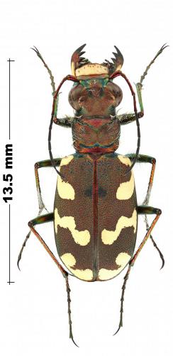 Réf. 245 807 : Cicindela sahlbergii